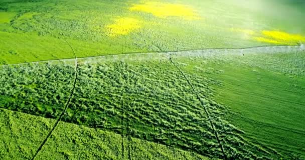 Vista Aérea Irrigação Água Culturas Verdes Campo — Vídeo de Stock