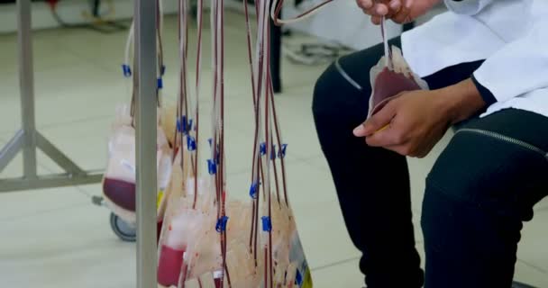 Tecnico Laboratorio Che Analizza Sacche Sangue Nella Banca Del Sangue — Video Stock