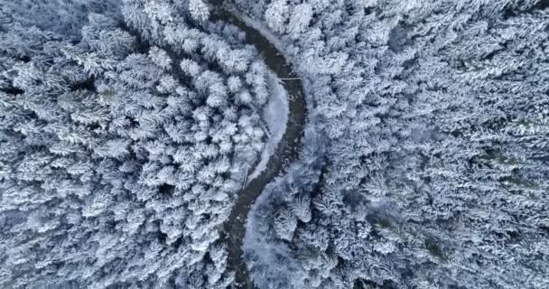 Lotnicze Kraju Drogi Przechodzącej Przez Las Sosnowy Zimą — Wideo stockowe