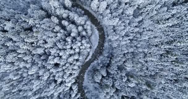 Aerial Country Road Passing Pine Forest Winter Video Clip
