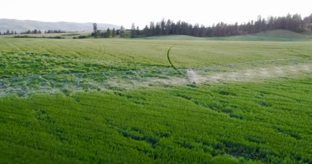 Vista Aérea Del Riego Por Agua Cultivos Campo Verde — Vídeo de stock