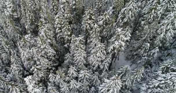 Çam Ormanı Havadan Görünümü Kış Aylarında Karla Kaplı Dağ Yamacında — Stok video