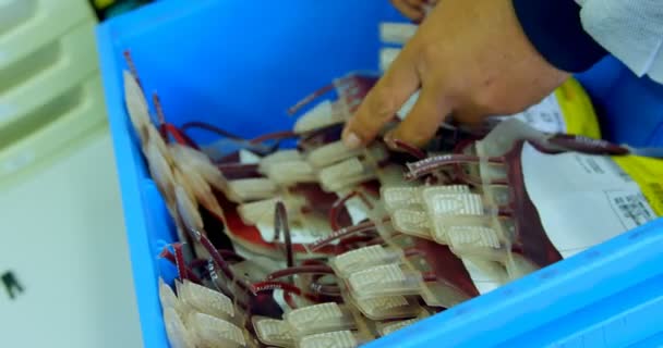 Close Técnico Laboratório Organizando Sacos Sangue Uma Bandeja — Vídeo de Stock