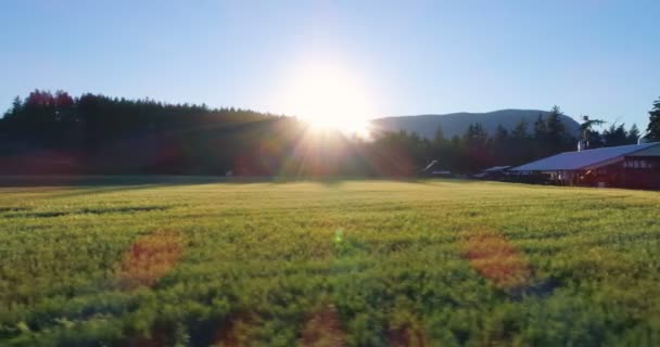 バックライト付きの田舎の農場で緑の野原のハイアングル — ストック動画