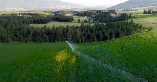 Vista Aérea Irrigação Culturas Verdes Paisagem Rural — Vídeo de Stock
