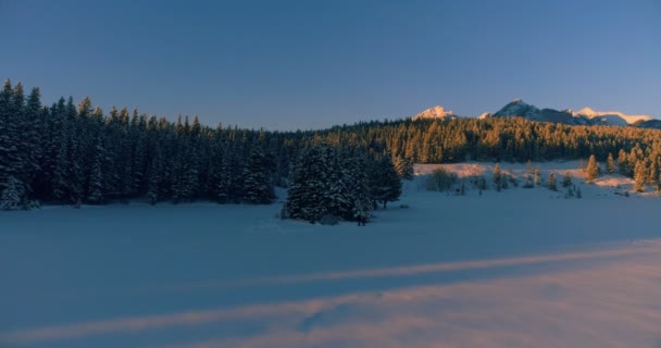 在积雪覆盖的山坡上的松树美丽的风景4K — 图库视频影像