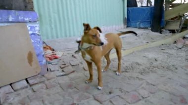 Geçit sokak köpeği ayakta 