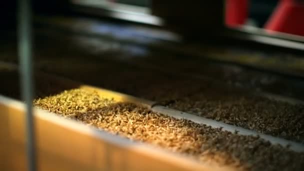 Крупним Планом Подрібнення Пшениці Заводі — стокове відео