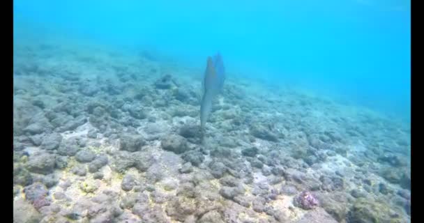 在海水下游泳的鱼的特写镜头4K — 图库视频影像
