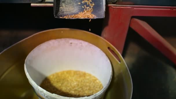 工場での脱穀小麦のクローズ アップ — ストック動画