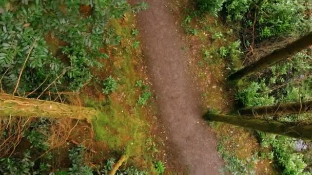 Luftaufnahme Des Mannes Mit Dem Fahrrad Wald — Stockvideo