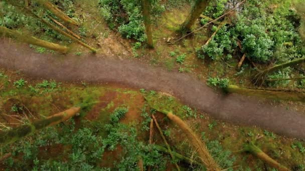 Luchtfoto Van Man Fiets Het Forest — Stockvideo