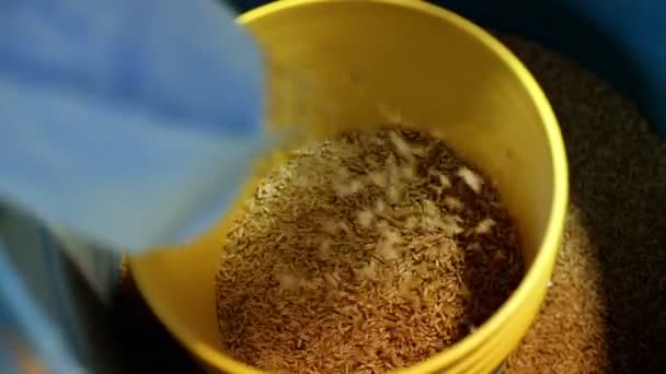 工厂小麦脱粒的特写镜头 — 图库视频影像