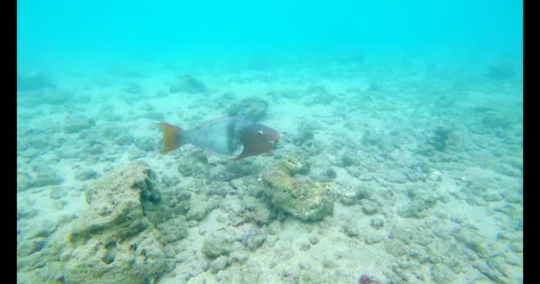 在海水下游泳的鱼的特写镜头4K — 图库视频影像