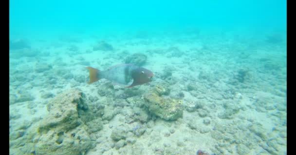 Primer Plano Los Peces Que Nadan Bajo Agua Mar — Vídeo de stock