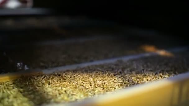 Detail Pšenice Mlácení Továrně — Stock video