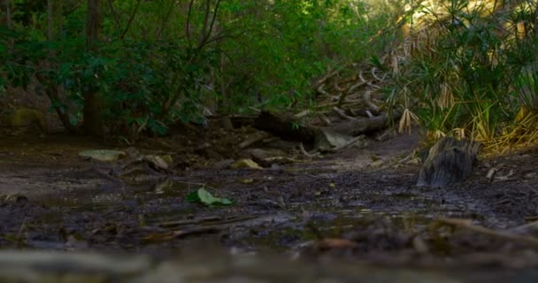 男子骑自行车在森林在农村4K — 图库视频影像