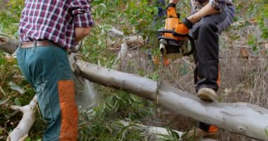 4 k ormandaki düşmüş ağaç kesme testere ile iki oduncular