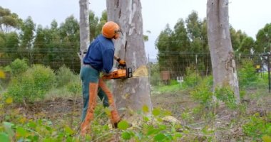 Oduncu testere kesme ağaç gövdesi ormandaki 4k ile yan görünüm