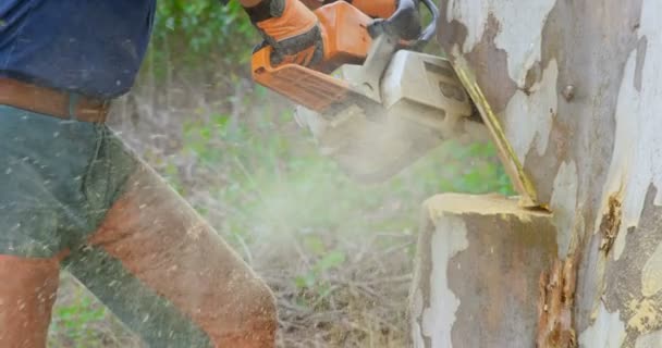 伐木工人中段与链锯切割树树干4K — 图库视频影像