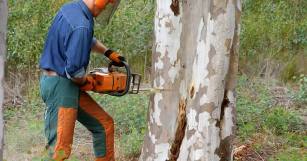Lumberjack Com Motosserra Cortando Tronco Árvore Floresta — Vídeo de Stock