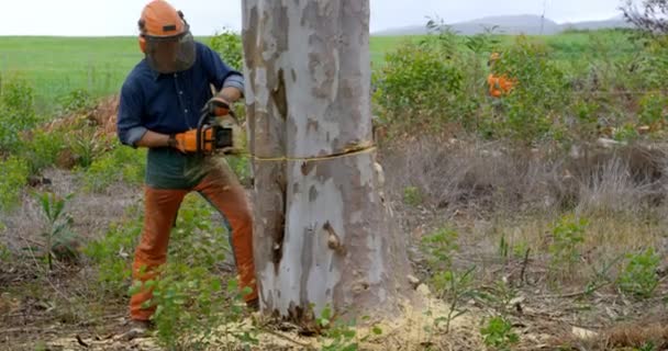 Dřevorubec Kmen Stromu Řezání Motorovou Pilou Lese — Stock video