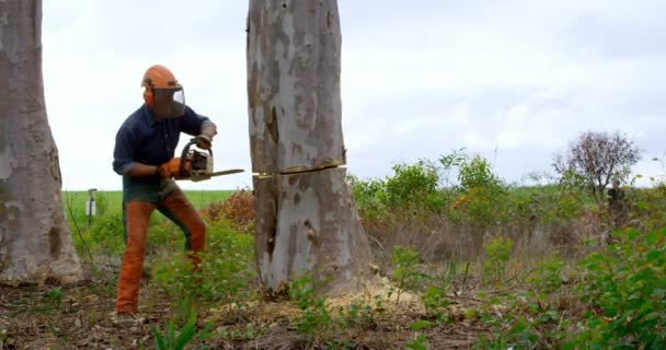 Lumberjack Chainsaw Cutting Tree Trunk Forest — Stock Video