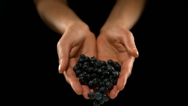 Hands Pouring Blueberries Black Background — Stock Video