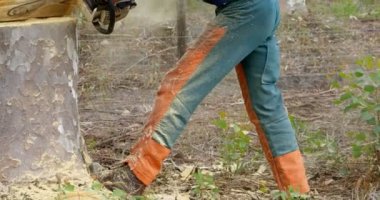 Oduncu testere kesme ağaç gövdesi ormandaki 4k ile düşük bölümü