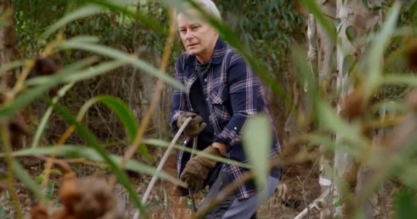 Lumberjack Pulling Rope Forest Countryside — Stock Video