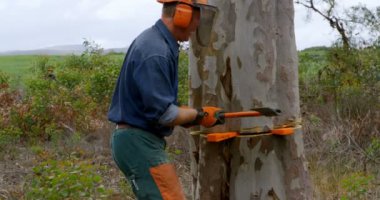 Oduncu balta kesme ağaç gövdesi ormandaki 4k ile