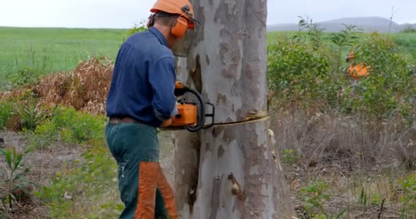 Rückansicht Holzfäller Mit Kettensäge Beim Baumstamm Schneiden — Stockvideo