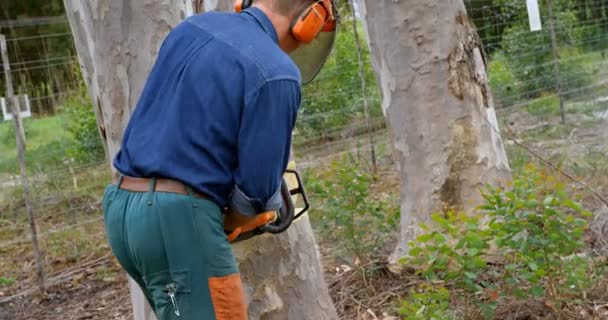 Vista Trasera Del Leñador Con Motosierra Cortando Tronco Árbol Bosque — Vídeo de stock