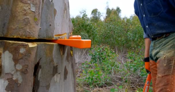 Vue Latérale Tronc Arbre Vérification Bûcheron Dans Forêt — Video