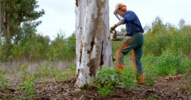 Oduncu ile elektrikli testere kesme ağaç gövdesi ormandaki 4k