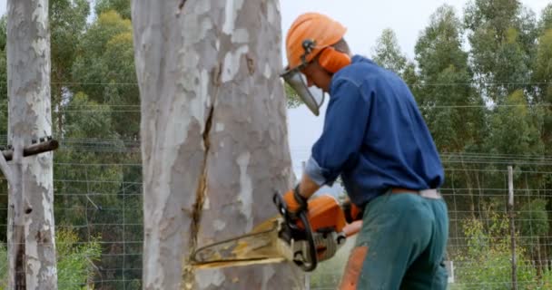 Side View Lumberjack Chainsaw Cutting Tree Trunk Forest — Stock Video