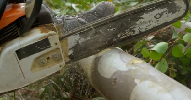Nahaufnahme Von Holzfäller Mit Kettensäge Beim Baumstammschneiden — Stockvideo