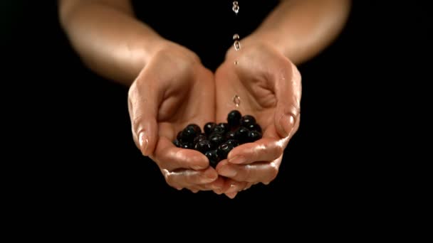 Water Pouring Hands Fresh Blueberries Black Background — Stock Video