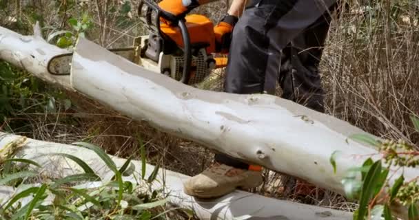 Vista Lateral Lenhador Com Motosserra Corte Árvore Tronco — Vídeo de Stock