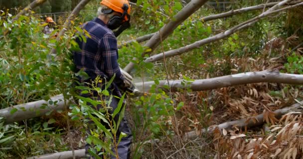 チェーンソー切断木の幹 と木こりの背面図 — ストック動画