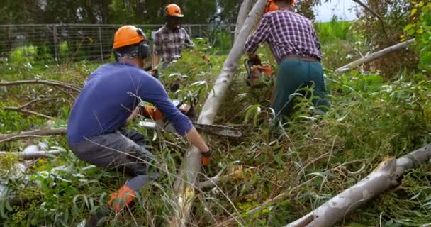 三个伐木工人与链锯切割树干在森林4K — 图库视频影像