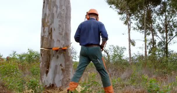 Лесоруб Проверяет Ствол Дерева Лесу Сельской Местности — стоковое видео