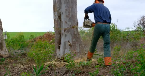 Vista Trasera Del Leñador Con Motosierra Cortando Tronco Árbol — Vídeo de stock