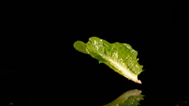 Kohlblätter Fallen Auf Wasser Vor Schwarzem Hintergrund — Stockvideo