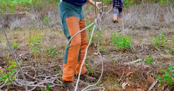 Lumberjacks Trabalhando Floresta Campo — Vídeo de Stock