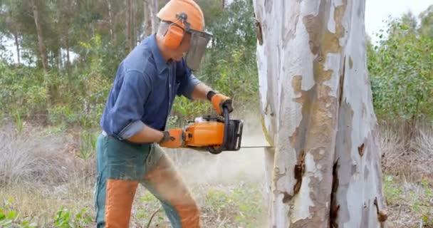 Sidovy Skogshuggare Med Motorsåg Skärande Trädstam Skogen — Stockvideo