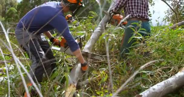 Leñadores Con Motosierras Cortando Tronco Árbol Bosque — Vídeos de Stock