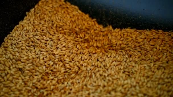 Крупный План Зерна Пшеницы Дробилке — стоковое видео