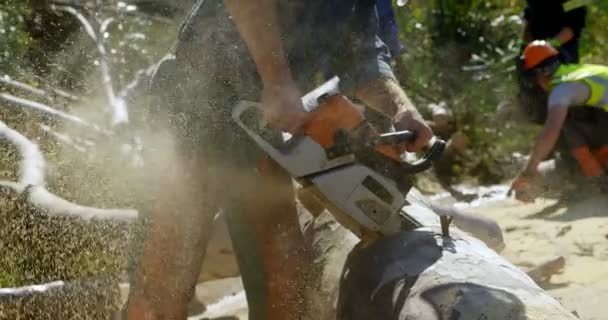 Lumberjack Cutting Fallen Tree Forest Countryside — Stock Video