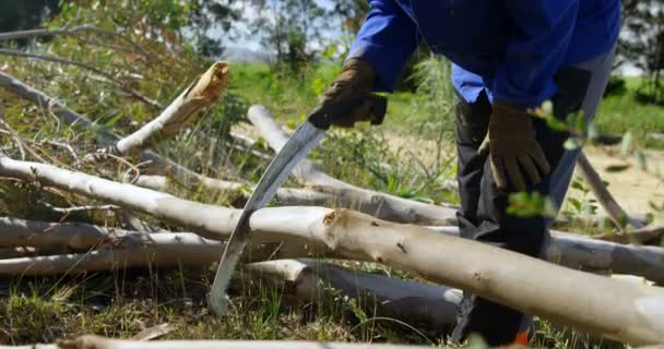 Side View Lumberjack Cutting Tree Branch Hand Saw — Stock Video